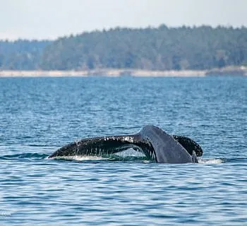 Humpbacks Split Fluke and Zig Zag