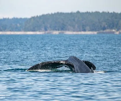 Humpbacks Split Fluke and Zig Zag