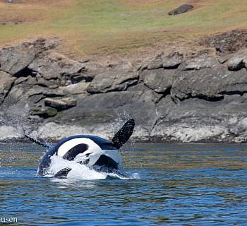 Spring Wildlife in the San Juans