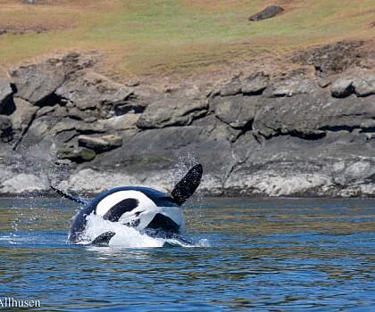 Spring Wildlife in the San Juans