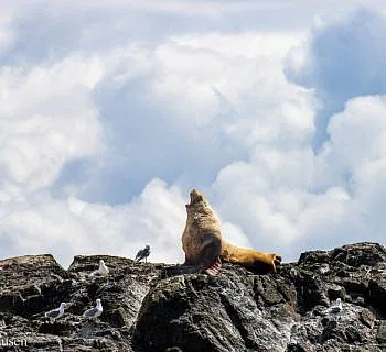 Otter, Sea Lions, and Orcas, Oh My!