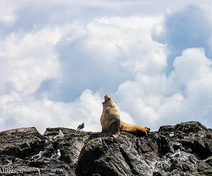 Otter, Sea Lions, and Orcas, Oh My!