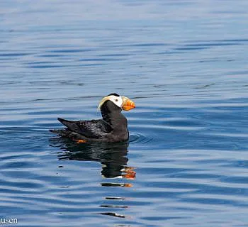 Birds and Baleen!