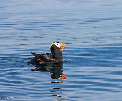 Birds and Baleen!