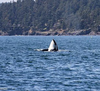 Holiday Weekend Whales