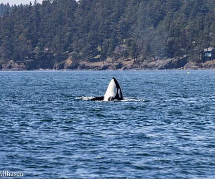 Holiday Weekend Whales