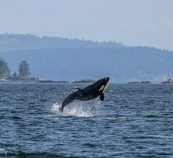 Flying Baby Killer Whales