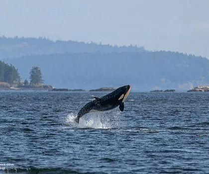 Flying Baby Killer Whales