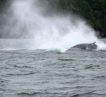 Blustery Breaching Humpbacks!