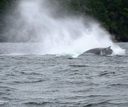 Blustery Breaching Humpbacks!