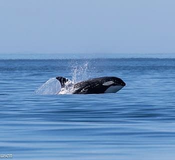 Porpoising Orcas