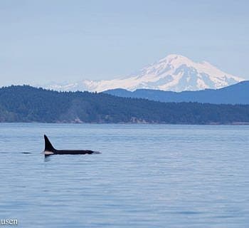 Two Brothers and a Humpback!