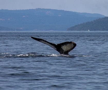 Beautiful Humpbacks