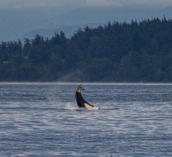 Orcas Island Circumnavigation