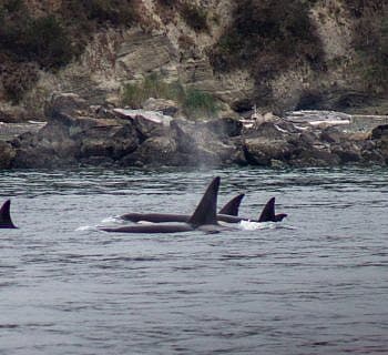 California Orcas!