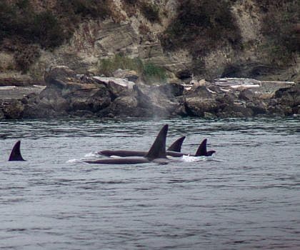 California Orcas!