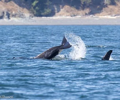 Double Whale Dipping
