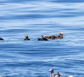 Whales and Puffins!
