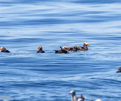 Whales and Puffins!