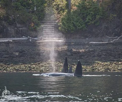 T19s by Friday Harbor