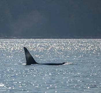 Whales by Monarch Head