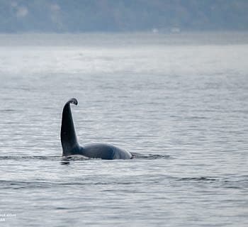Big Male Whales!