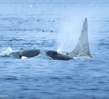 Big Cat Whale Family