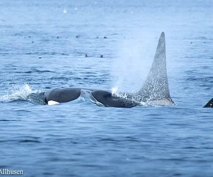 Big Cat Whale Family