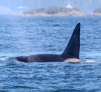 Whales Passing Friday Harbor