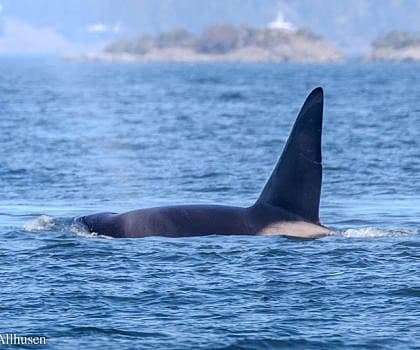 Whales Passing Friday Harbor