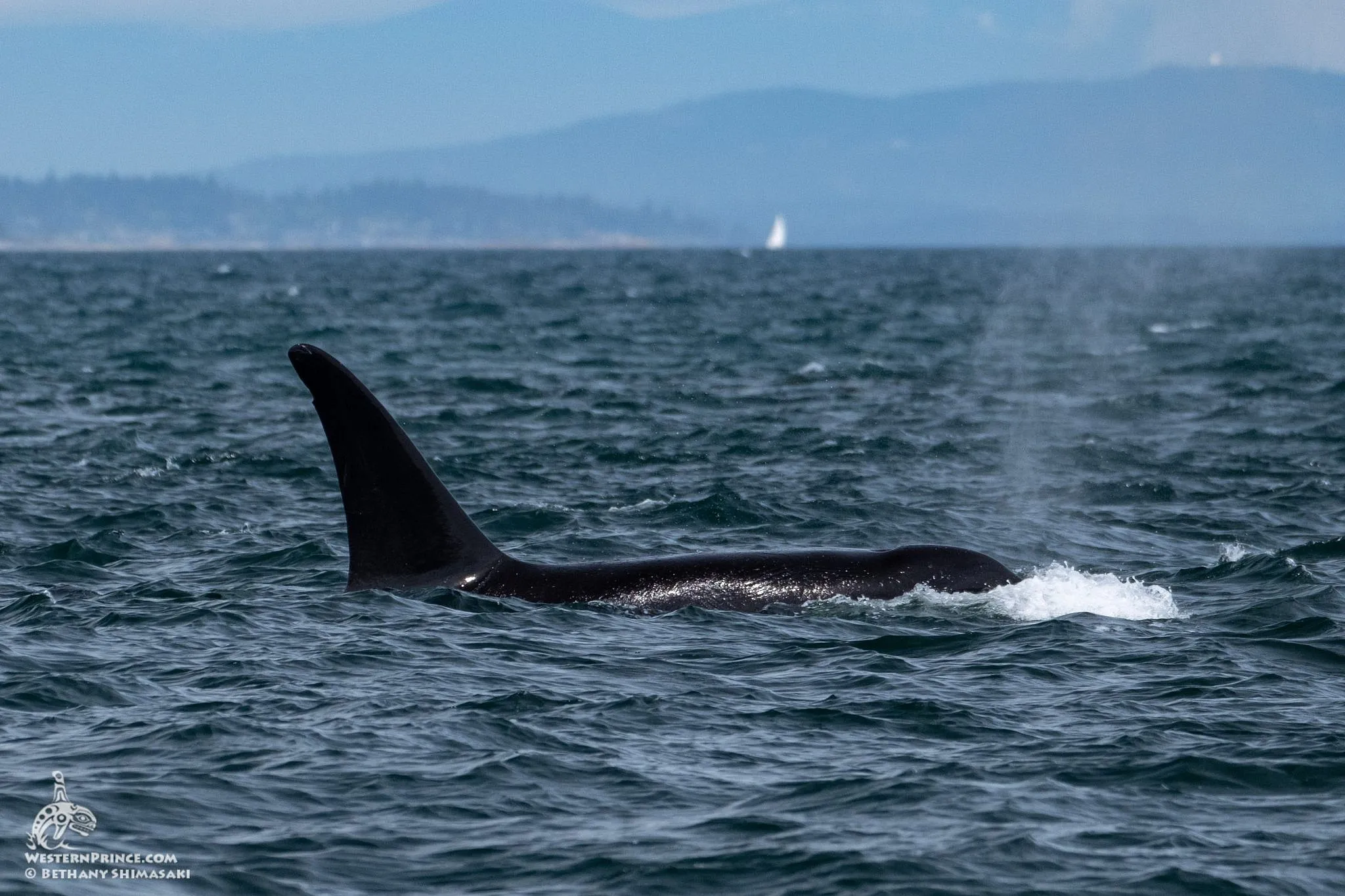 Whale Report May 6, 2023 AM Bigg's Killer Whale T63 "Chainsaw