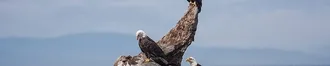 Naturalists, On Board Every Tour!