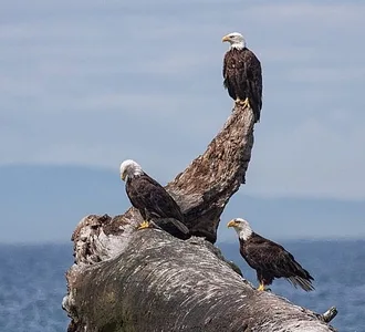 Naturalists, On Board Every Tour!