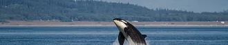 Conservation, We Donate 5% Of All Profit!