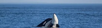 San Juan Island, Whale Watching Adventure!