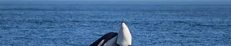 San Juan Island, Whale Watching Adventure!