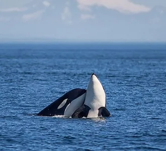 San Juan Island, Whale Watching Adventure!