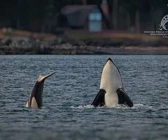 An incredible encounter with Bigg’s (transient) Killer whales! So playful!