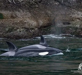 Bigg’s Killer whales socializing after a kill! (April 2, 2017)