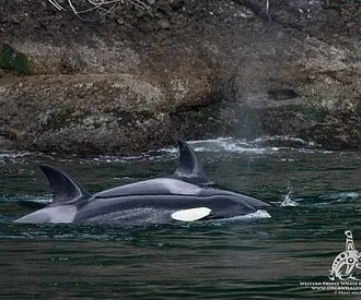 Bigg’s Killer whales socializing after a kill! (April 2, 2017)