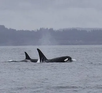A little bit of rain doesn’t stop whale watching in the San Juan Islands!