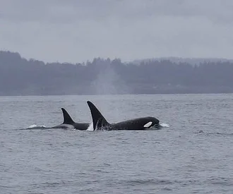 A little bit of rain doesn’t stop whale watching in the San Juan Islands!