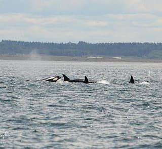 

						
				    	Fantastic day with Bigg’s Killer whales including Chainsaw!
				    
				    
				    	- Photo by <strong