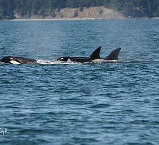 

						
				    	Fantastic day with Bigg’s Killer whales including Chainsaw!
				    
				    
				    	- Photo by <strong