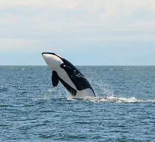 

						
				    	Fantastic day with Bigg’s Killer whales including Chainsaw!
				    
				    
				    	- Photo by <strong
