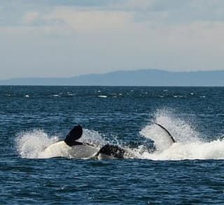 

						
				    	Fantastic day with Bigg’s Killer whales including Chainsaw!
				    
				    
				    	- Photo by <strong