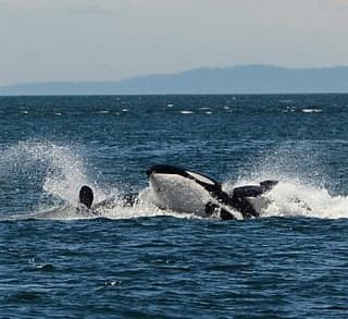 

						
				    	Fantastic day with Bigg’s Killer whales including Chainsaw!
				    
				    
				    	- Photo by <strong