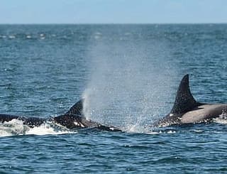 

						
				    	Fantastic day with Bigg’s Killer whales including Chainsaw!
				    
				    
				    	- Photo by <strong