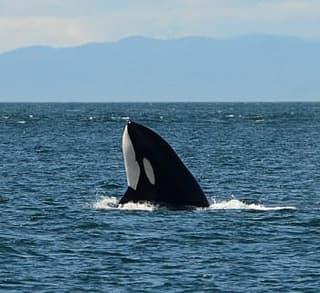 

						
				    	Fantastic day with Bigg’s Killer whales including Chainsaw!
				    
				    
				    	- Photo by <strong