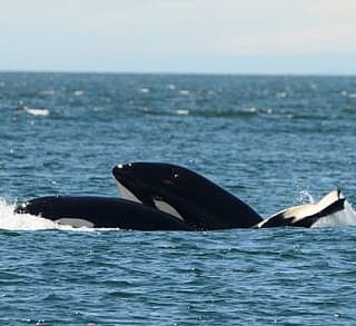 

						
				    	Fantastic day with Bigg’s Killer whales including Chainsaw!
				    
				    
				    	- Photo by <strong
